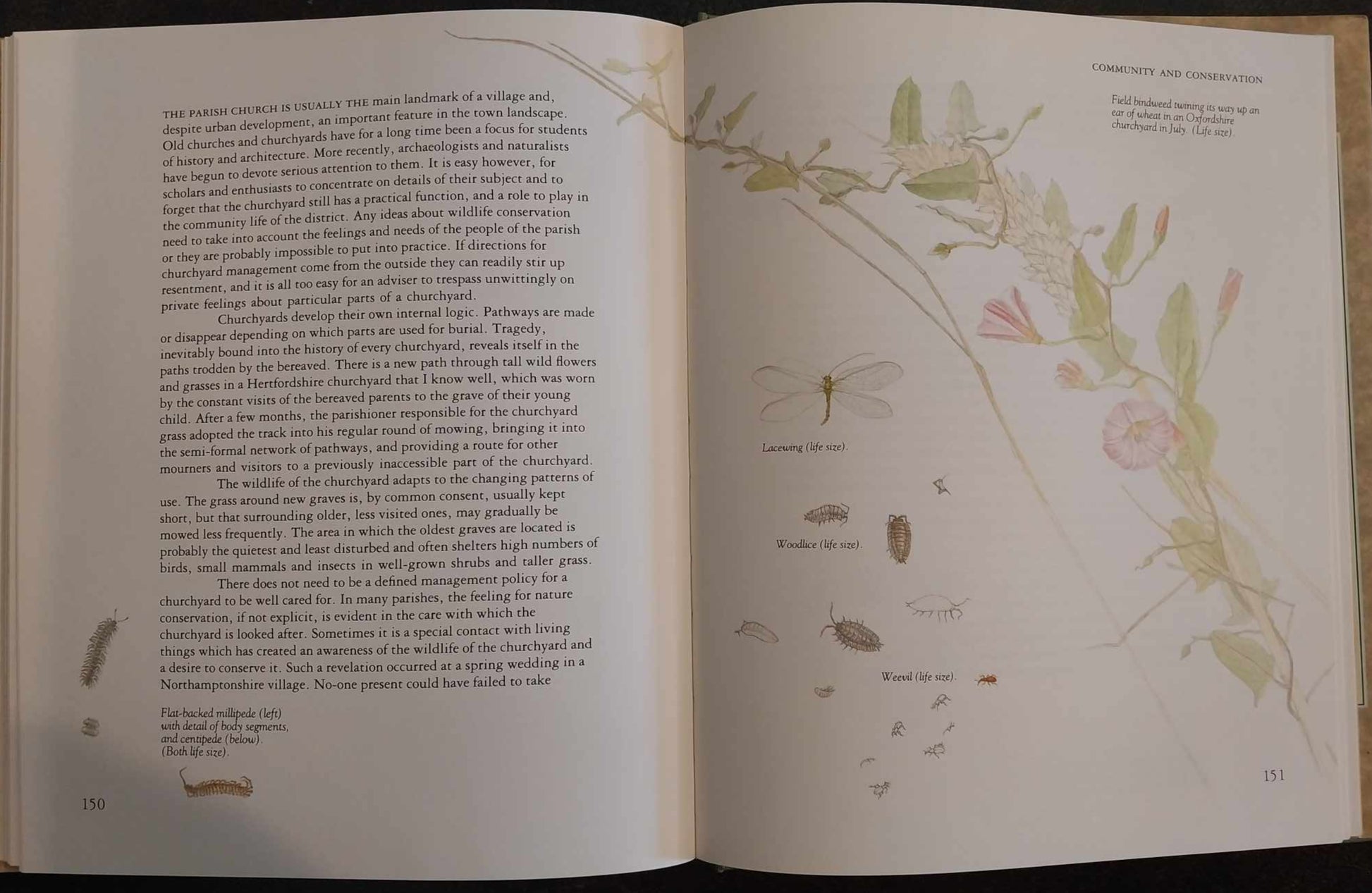 God's Acre: Flowers and Animals of the Parish Churchyard by Francesca Greenoak image 4