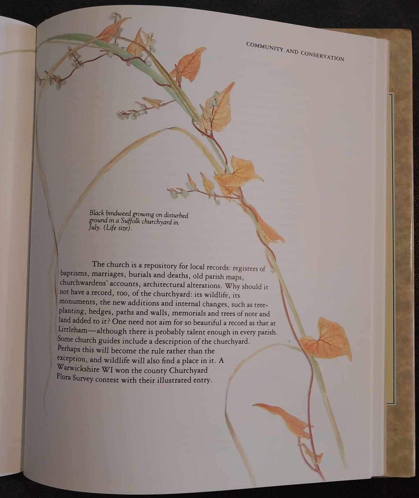 God's Acre: Flowers and Animals of the Parish Churchyard by Francesca Greenoak image 2