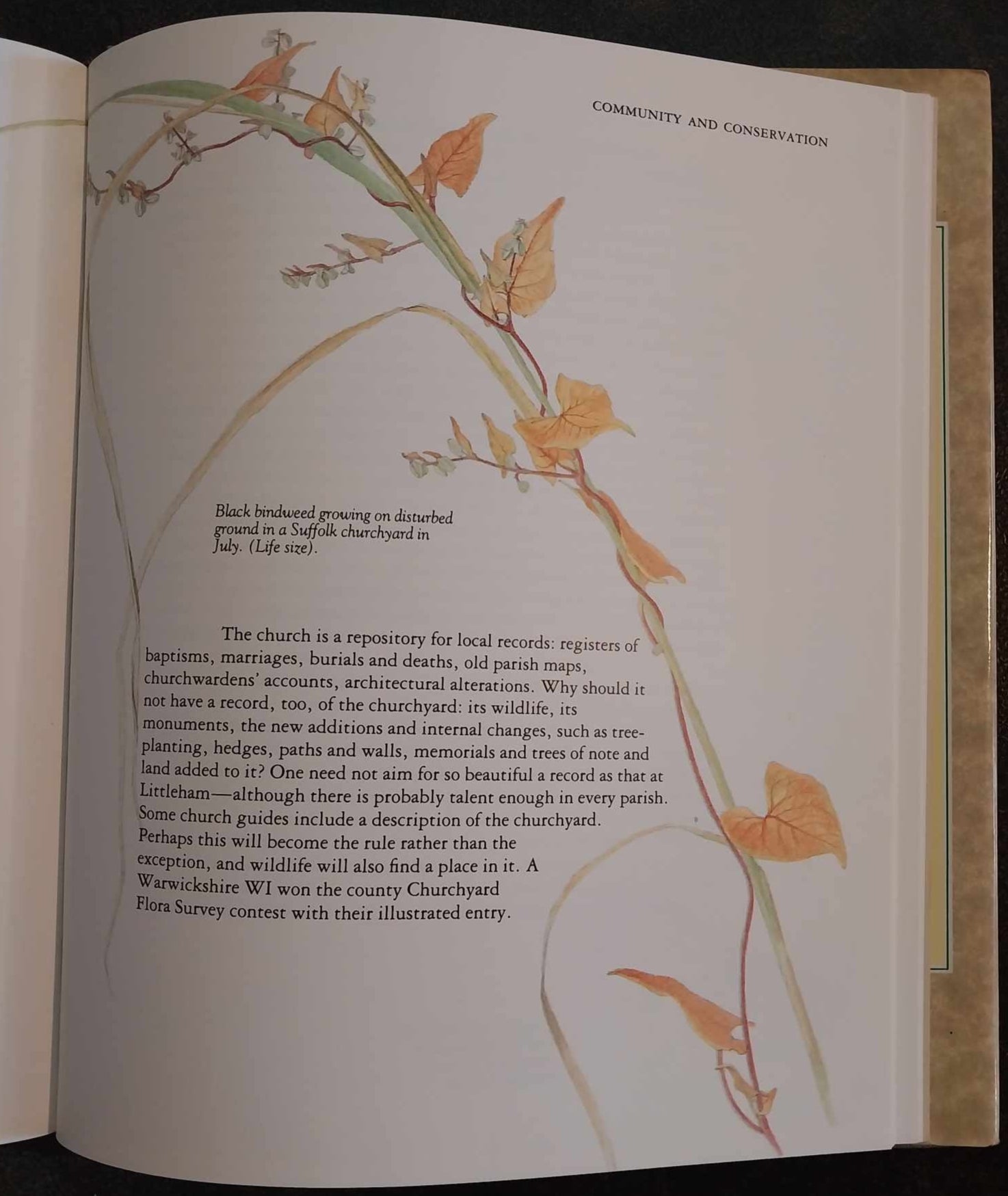 God's Acre: Flowers and Animals of the Parish Churchyard by Francesca Greenoak image 2