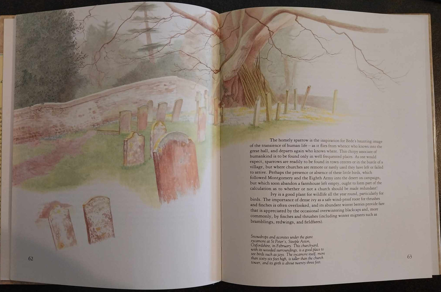 God's Acre: Flowers and Animals of the Parish Churchyard by Francesca Greenoak image 1